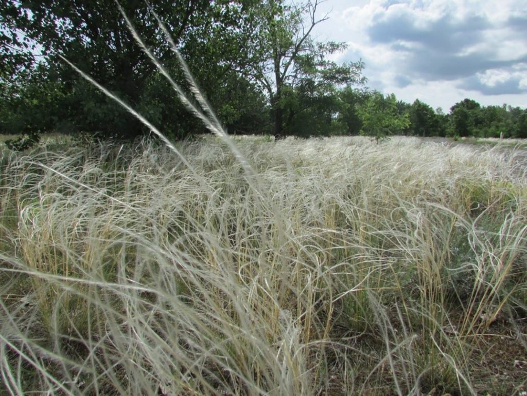 Tollas szálkájú pusztai árvalányhaj. Fotó: www.paks2.hu