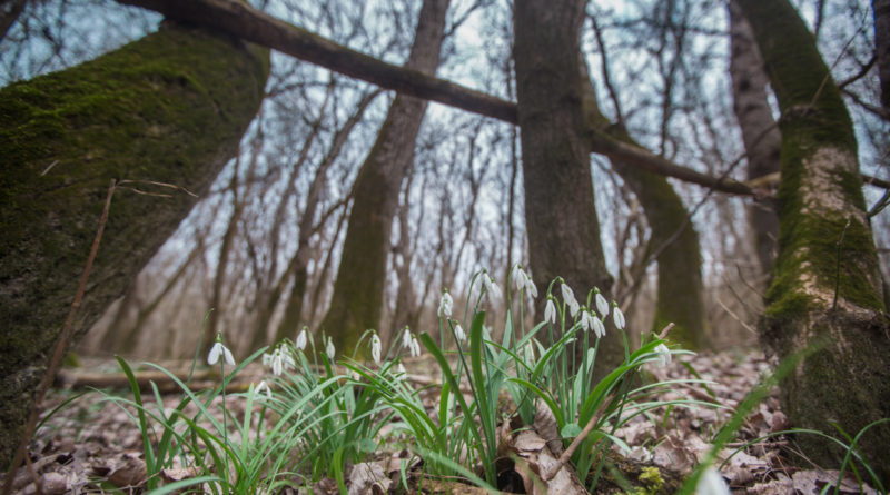 Fotó: Babai István/Paksi Hírnök