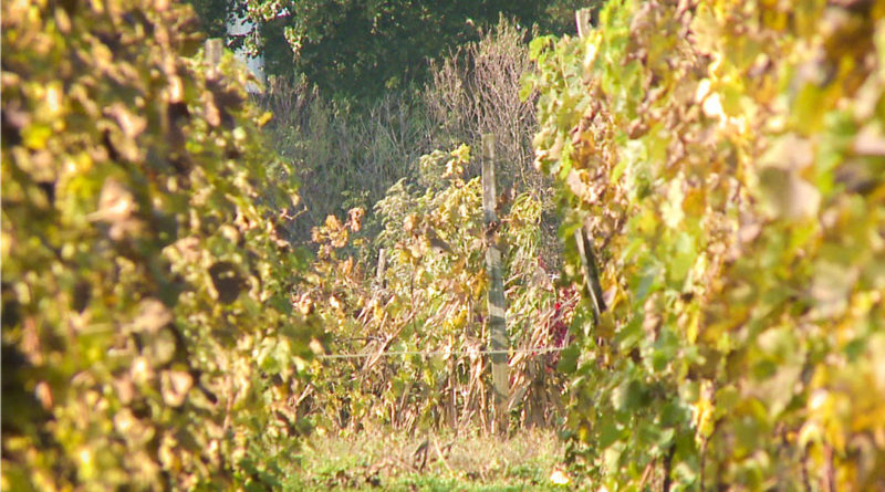 Fotó: TelePaks Kistérségi Televízió
