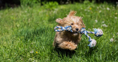 Képünk illusztráció. Fotó: Babai István/Paksi Polgármesteri Hivatal
