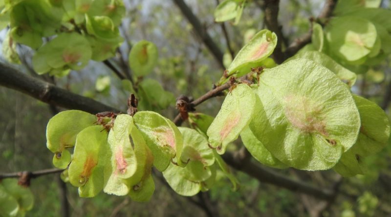 Mezei szil. Fotó: Pixabay.com