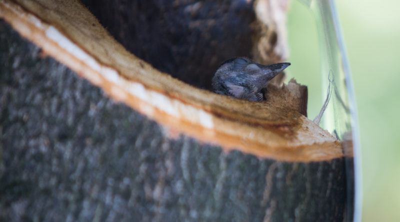 Fotó: Kövi Gergő/Paksi Hírnök