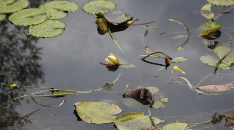 Tó az Ürgemezőn. Fotó: Molnár Gyula/Paksi Hírnök