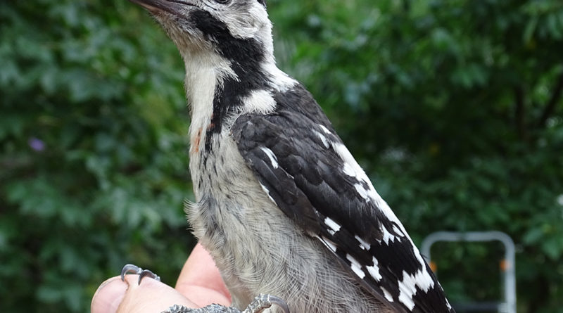 Fotó: Sáfrány Szilvia