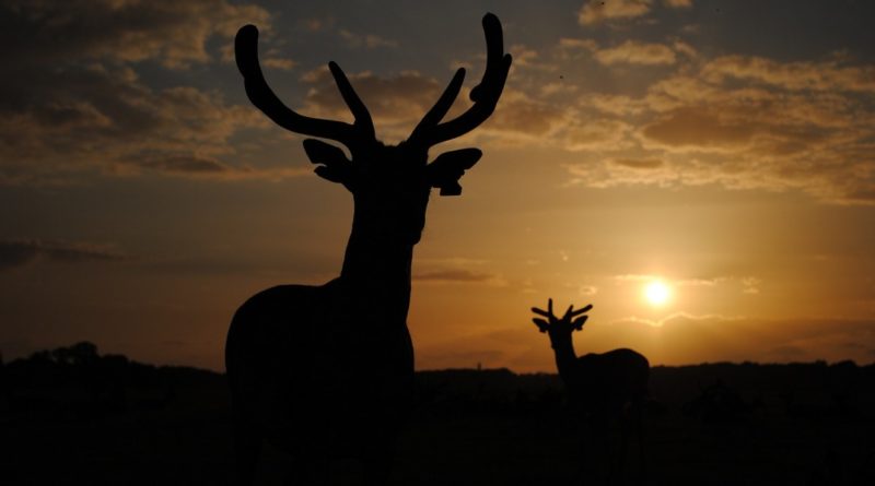 A vadelütések legnagyobb része reggel és esti szürkületkor történik. Fotó: www.pixabay.com