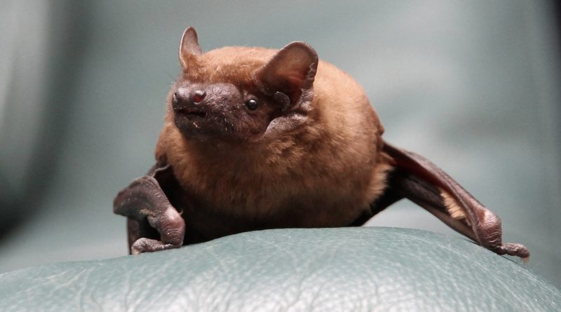 Fotó: Lehoczky Krisztián/Mályi Természetvédelmi Egyesület