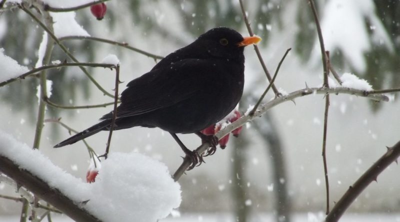 Jó, ha télen etetjük a madarakat, de nem mindegy, hogy mit teszünk az etetőbe. Fotó: Sáfrány Szilvia