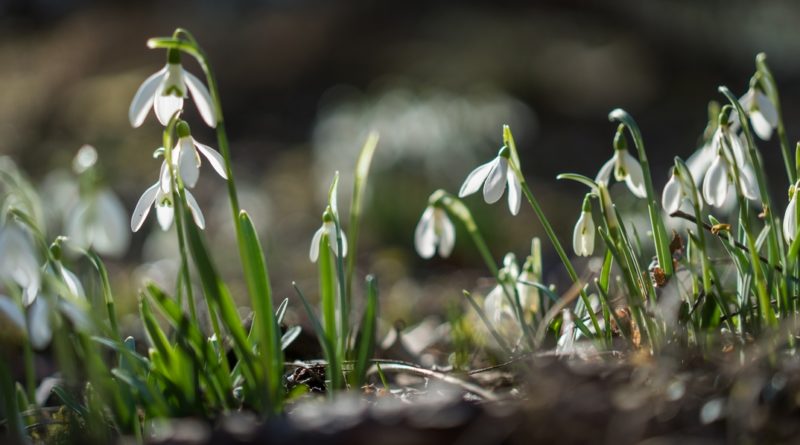 Hóvirág. Fotó: Babai István/Paksi Polgármesteri Hivatal