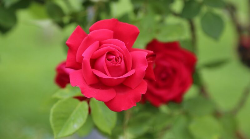 Fotó: pixabay.com/illusztráció