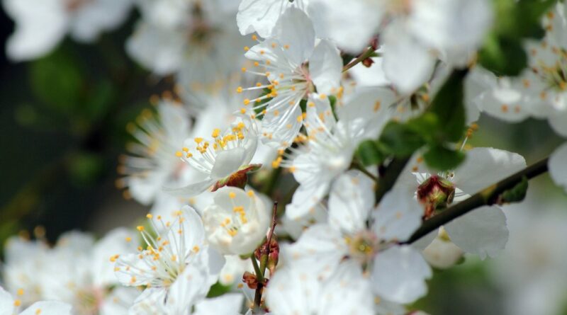 A kép illusztráció. Fotó: pixabay.com