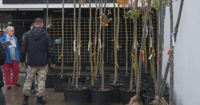 Hazavitték a családok az igényelt facsemetét