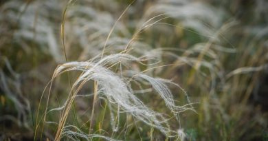 Rangos elismerést gyűjtött be a vadon termő virág