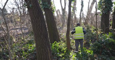 Megvizsgálják a veszélyes fákat