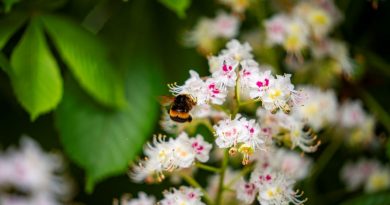 Zöld körkép – A jövő kertje: sokszínű, ellenálló és természetközeli
