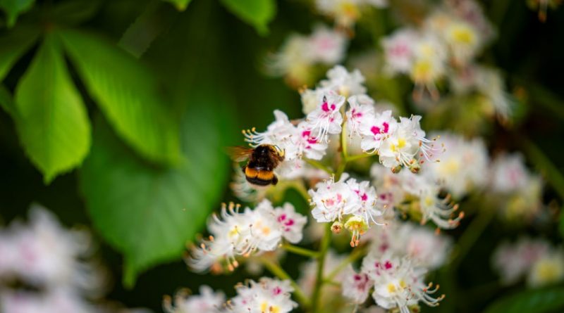 Zöld körkép – A jövő kertje: sokszínű, ellenálló és természetközeli